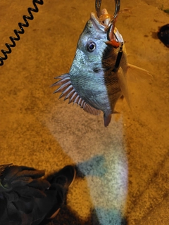 キビレの釣果