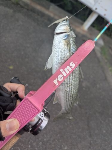 ボラの釣果