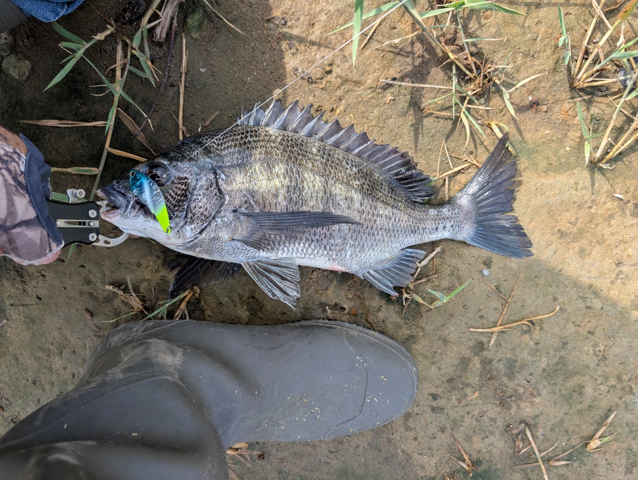 DAIWA 20ラテオ モバイル 90ML-4の最安値・インプレ・釣果