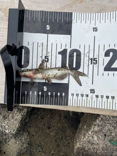 アメリカナマズの釣果