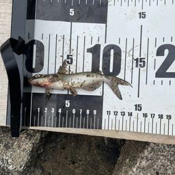 アメリカナマズ