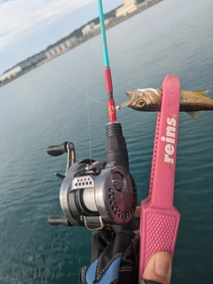 クロムツの釣果