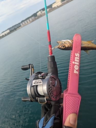 クロムツの釣果
