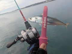 マサバの釣果