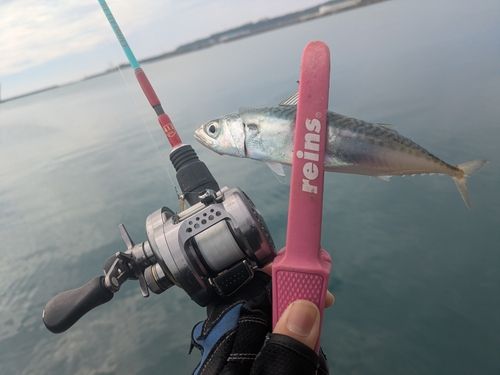 マサバの釣果