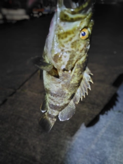 タケノコメバルの釣果