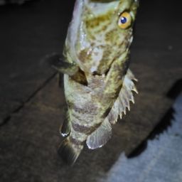 タケノコメバル