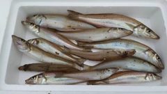 シロギスの釣果