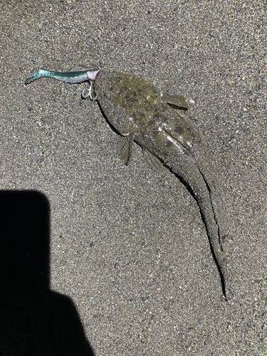 マゴチの釣果