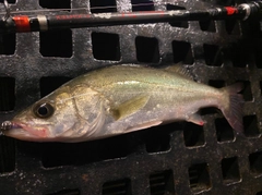 セイゴ（マルスズキ）の釣果