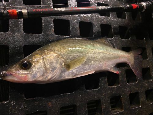 セイゴ（マルスズキ）の釣果