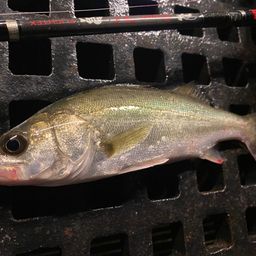 セイゴ（マルスズキ）