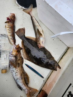 ヒラメの釣果