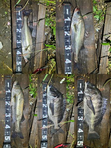 シーバスの釣果