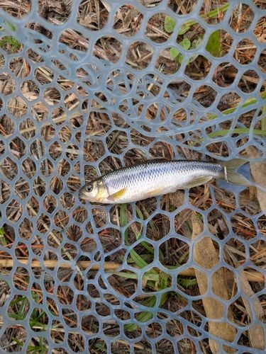 カワムツの釣果