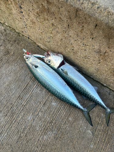 サバの釣果
