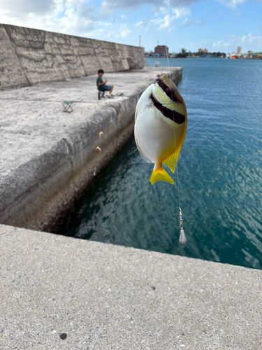 ヒメアイゴの釣果
