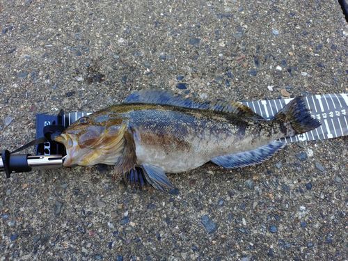 アイナメの釣果