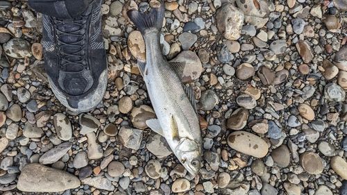 スズキの釣果