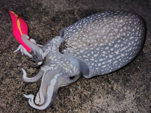 シリヤケイカの釣果