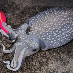 シリヤケイカ