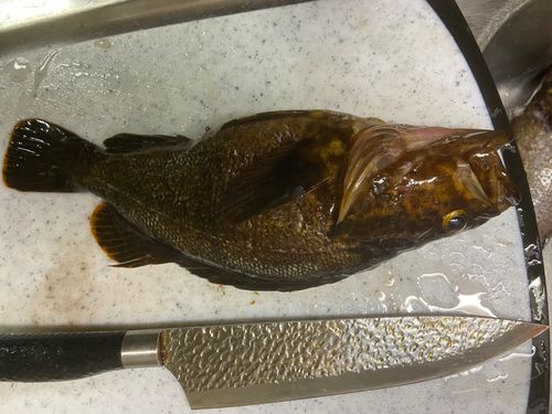 クロメバルの釣果