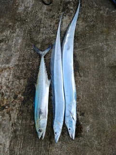 タチウオの釣果