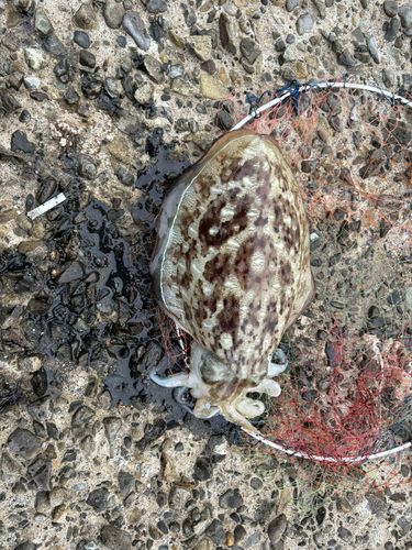 コウイカの釣果