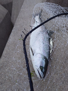 サクラマスの釣果