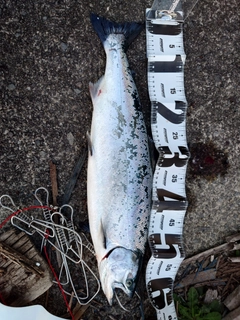 サクラマスの釣果