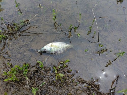 ブルーギルの釣果