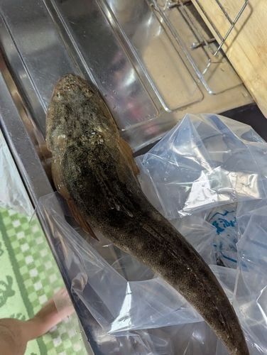 マゴチの釣果