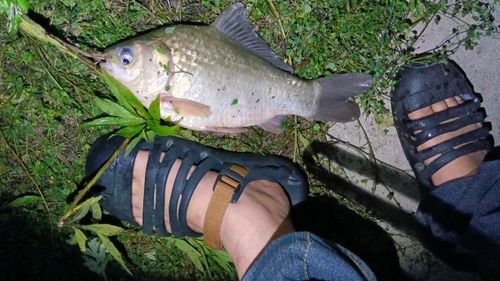 ヘラブナの釣果