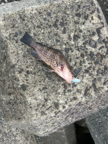 オオモンハタの釣果