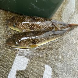 ショウサイフグ