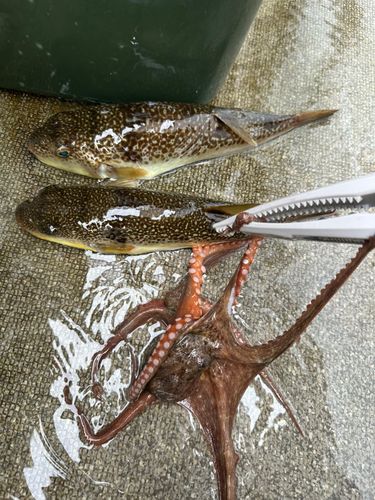 タコの釣果