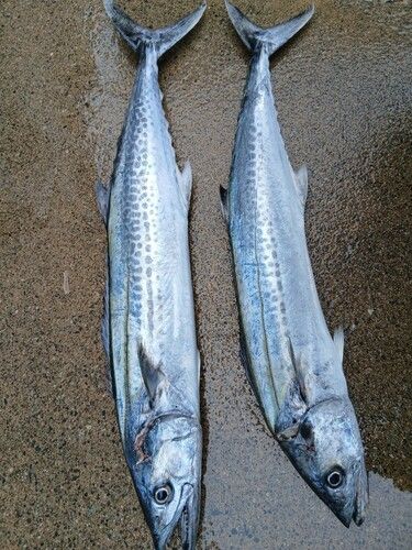 サゴシの釣果