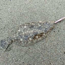 ヒラメ