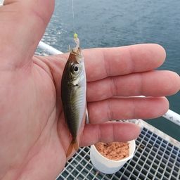 アジ