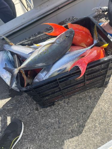 釣果