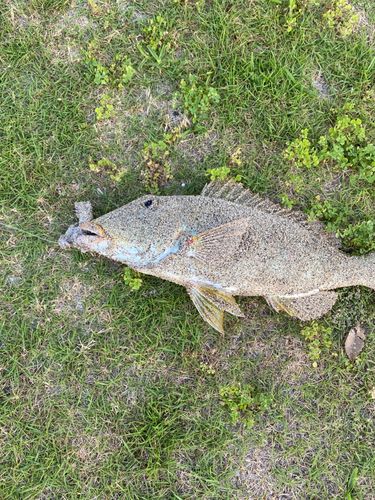 ムネアカクチビの釣果