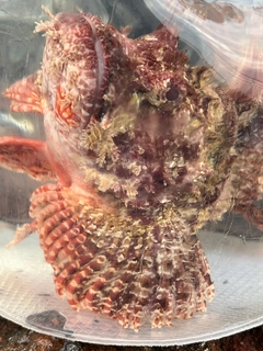 オニカサゴの釣果
