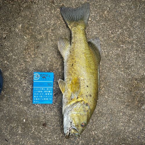 スモールマウスバスの釣果