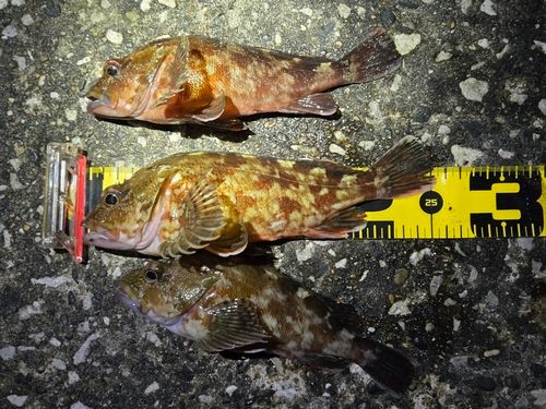 カサゴの釣果