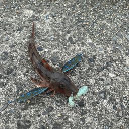 ホウボウ