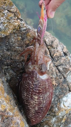 コウイカの釣果