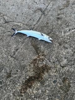 サゴシの釣果