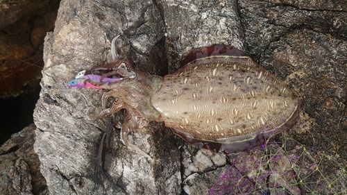 カミナリイカの釣果