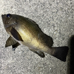 クロメバルの釣果