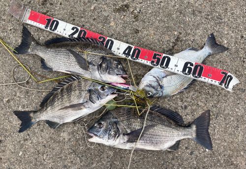 クロダイの釣果